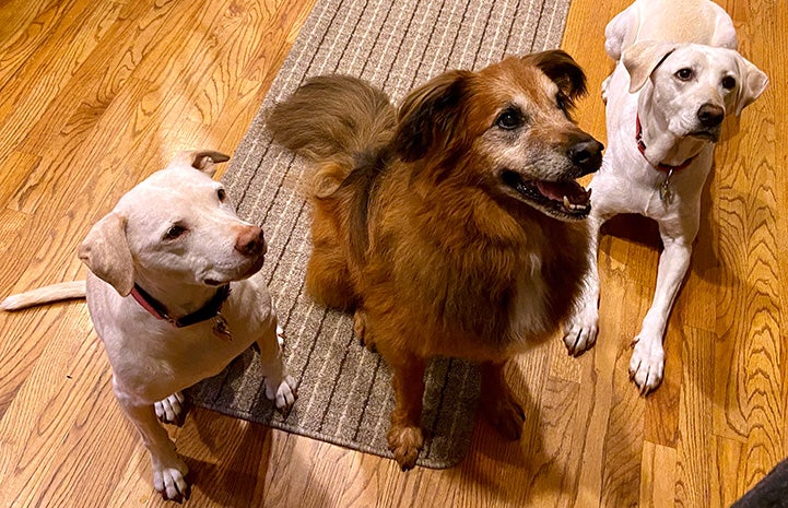 Three dogs sitting next to each other on the floor