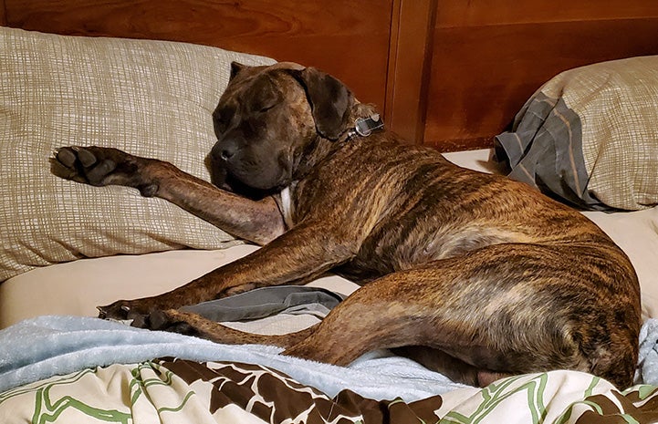 Brindle dog Ranger sleeping on a bed with his head on a pillow