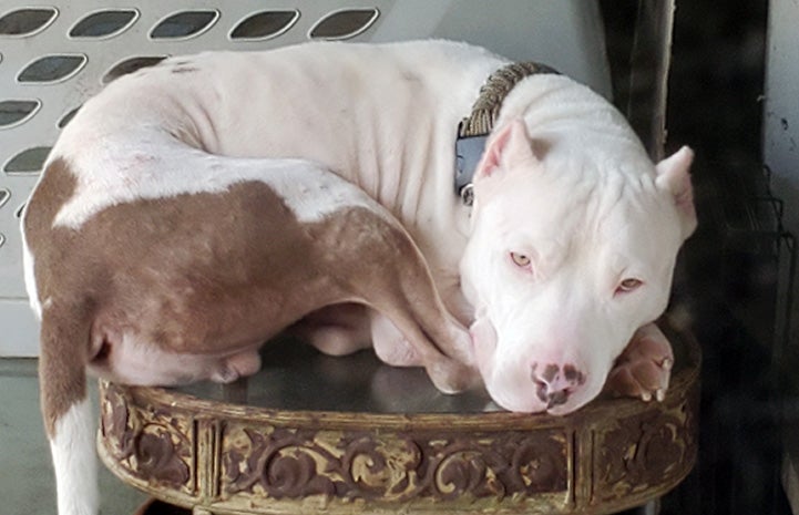 Xavier the pit bull terrier curled up in a ball lying on a small table