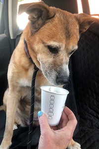 Brownie the dog licking a treat from a cup