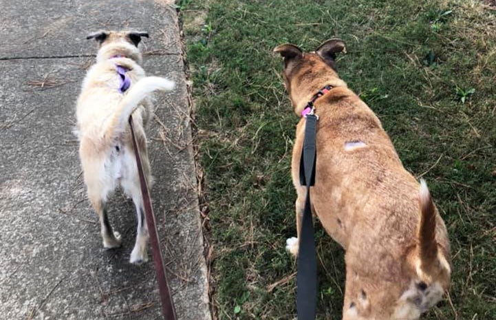 Brownie the dog walking side by side on leashes with Nala the dog
