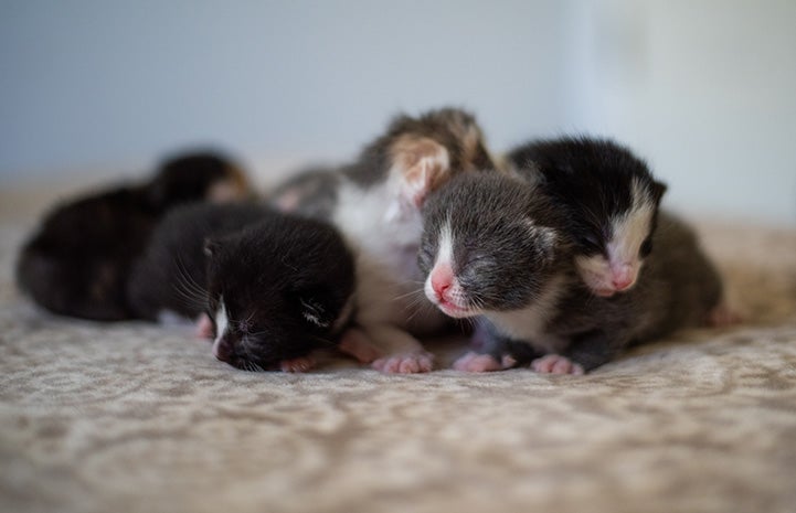 Litter of neonatal kittens with eyes still closed