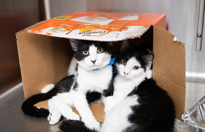Pair of black and white kittens lying in a cardboard box