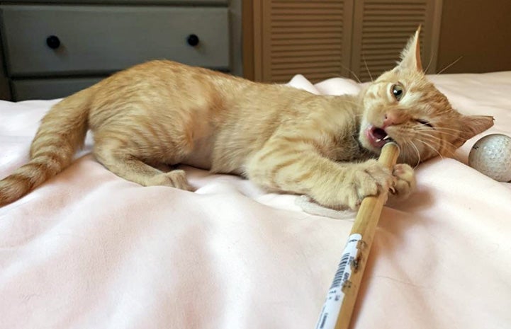 Oliver the orange tabby kitten chewing on the end of a wooden dowel