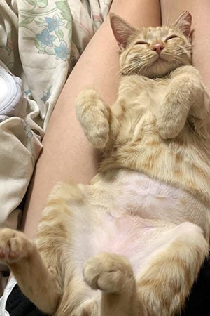 Orange tabby kitten Oliver lying in between a person's two outstretched legs