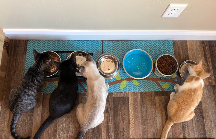 Four kittens lined up and eating out of individual bowls on a blue mat