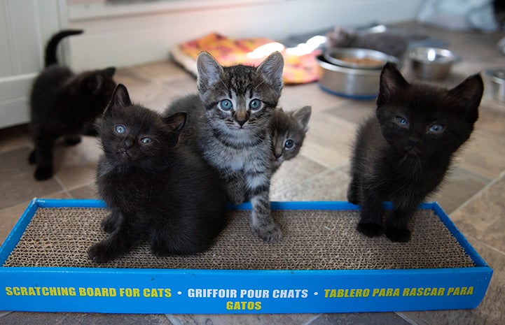 Litter of five kittens, some standing on a cardboard scratcher
