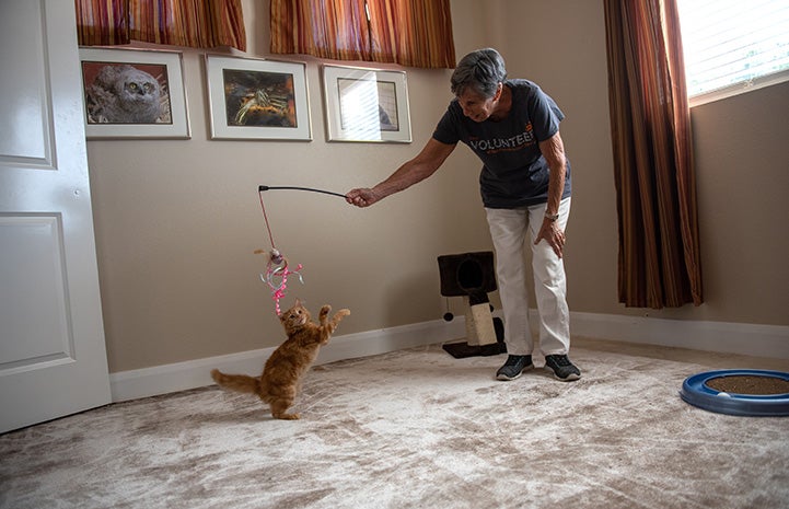 Person playing with a wand toy with a kitten