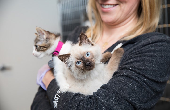 Smiling woman holding a pair of kittens, including a Siamese mix one