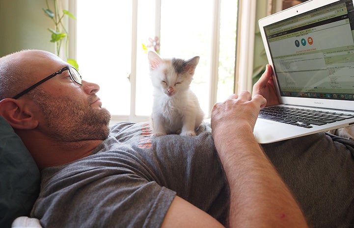 Man lying on a bed working on the computer with a foster kitten sitting on his chest