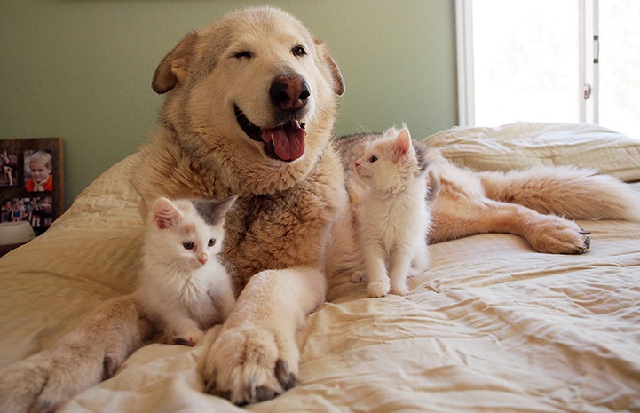 Malamute dog on a bed with two foster kittens