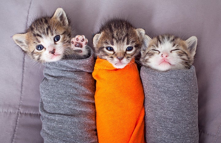 Three little kittens swaddled in cloth like burritos