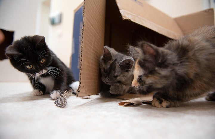 Three kittens playing with a feather in and around a cardboard box