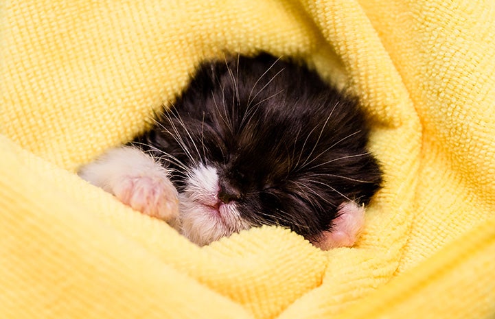 Tiny neonatal kitten sleeping in a yellow blanket