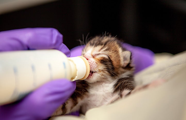 Tiny calico kitten being bottlefed