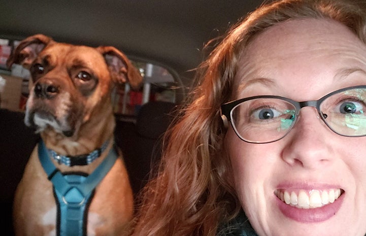 Woman taking a selfie photo in the car with Beau the foster dog in the back seat