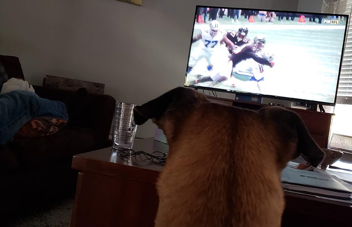 Beau the foster dog watching football on TV