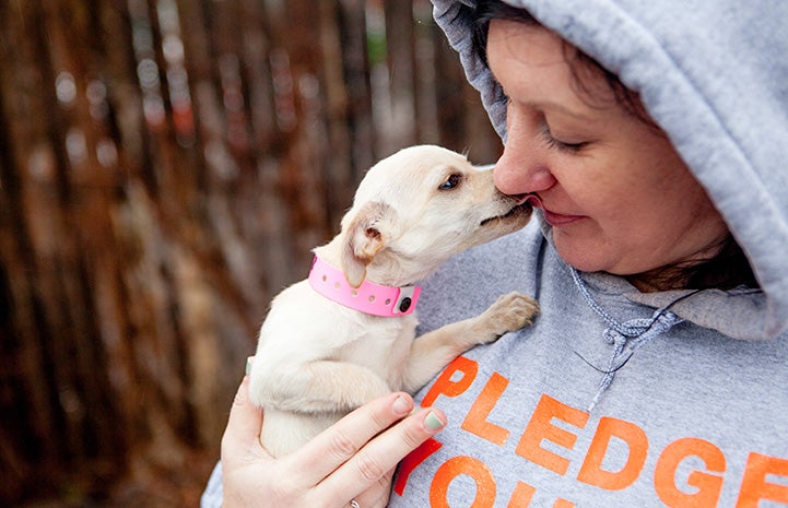 Small white Chihuahua being held by a woman wearing a hoodie and kissing her on the nose