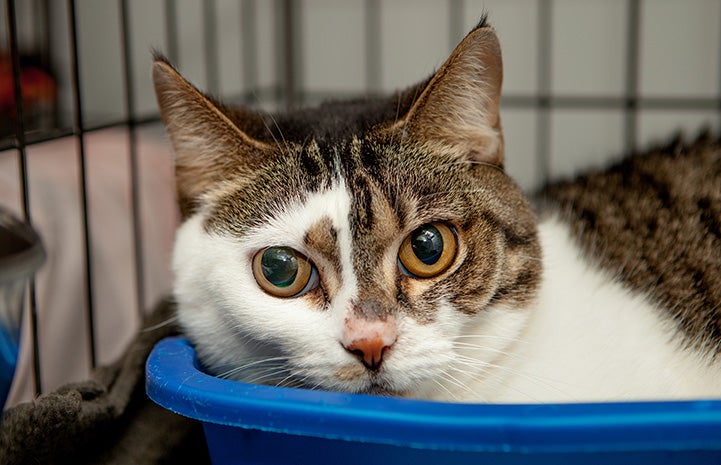 Brown tabby and white cat lying in a blue container in a kennel