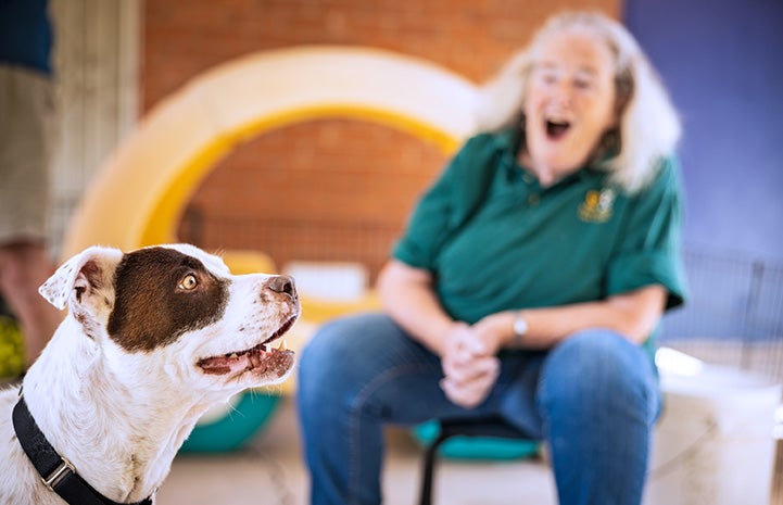 Brown and white dog side profile with a smiling woman sitting on a chair in the background