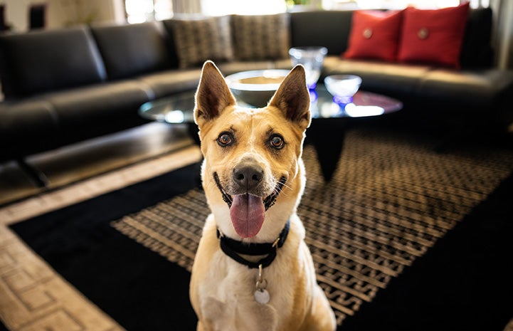 Happy looking dog with tongue out and pointy ears in a living room