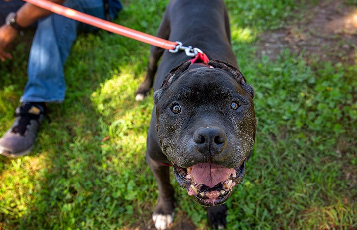 Smiling Enzo the dog on a leash outside on some shaded grass