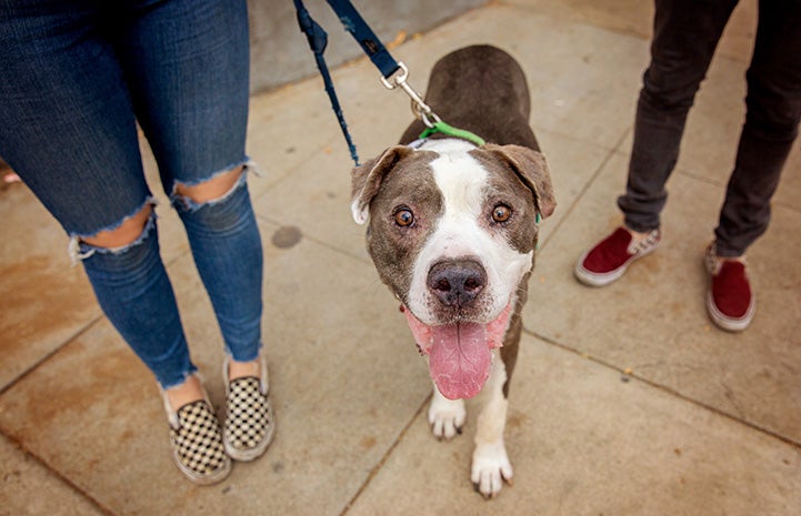 Harvey Milkbone the dog on a leash in between the legs of two people