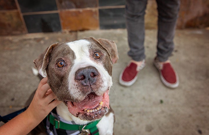 A person petting the head of Harvey Milkbone the dog while he's smiling