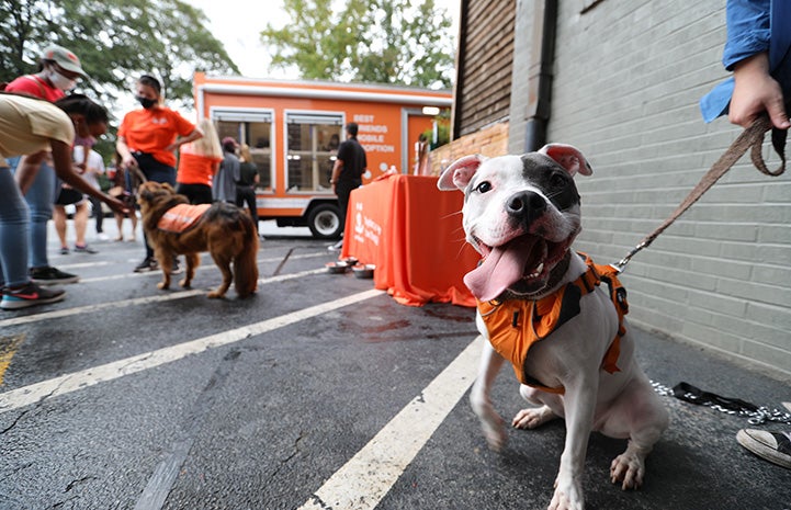 Gray and white pit bull type dog with tongue out and leashed in an orange harness outside at a Best Friends event