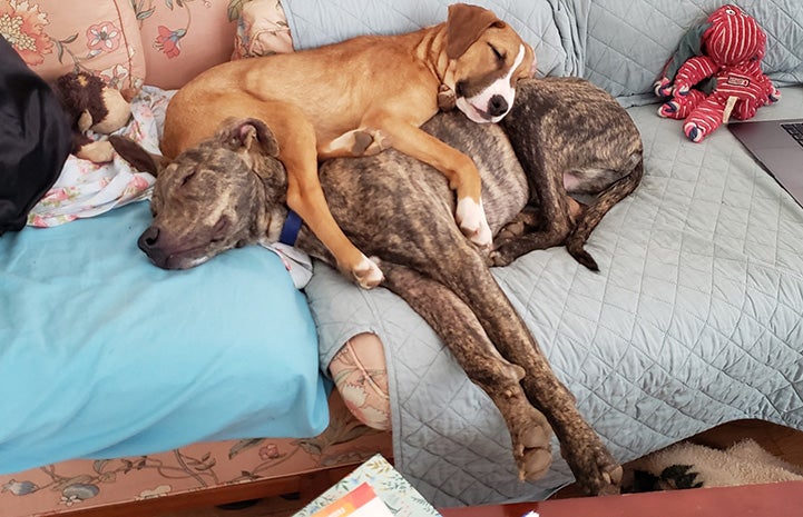 Puppy sleeping on top of another sleeping dog on a couch