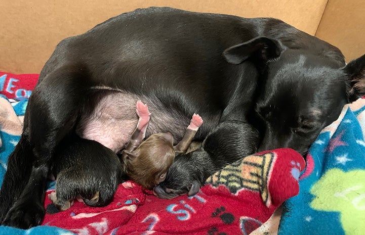 Linda the black mama dog nursing her young puppies