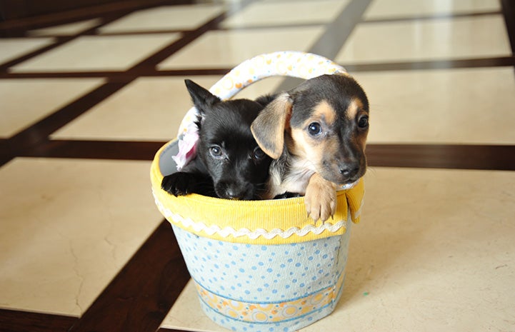 Two puppies sitting in a yellow and white basket