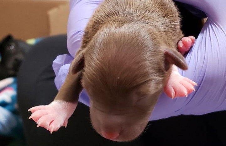 Very young brown puppy with white paws being held by a gloved hand