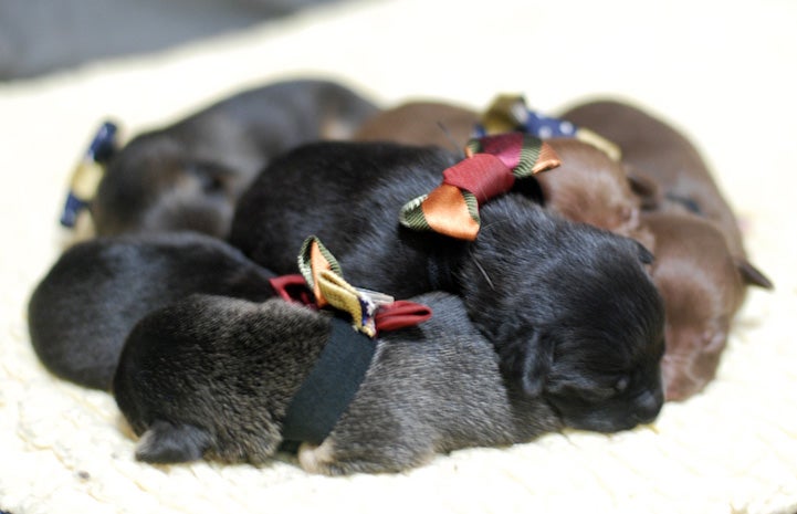 Litter of puppies sleeping in a pile and wearing bow ties