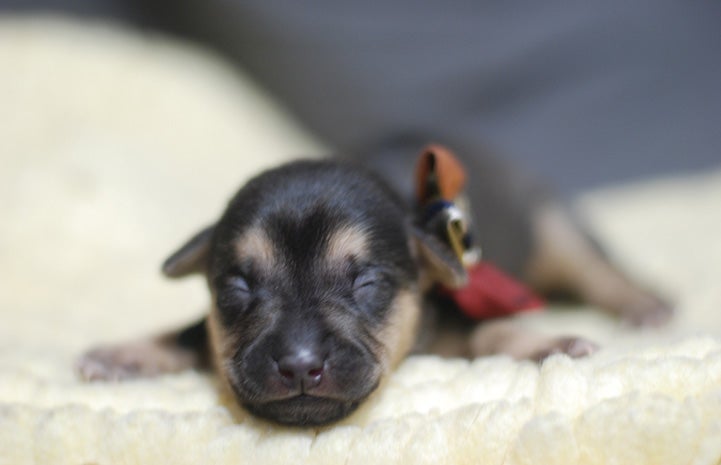 Black and brown tiny puppy sleeping and wearing a bow tie