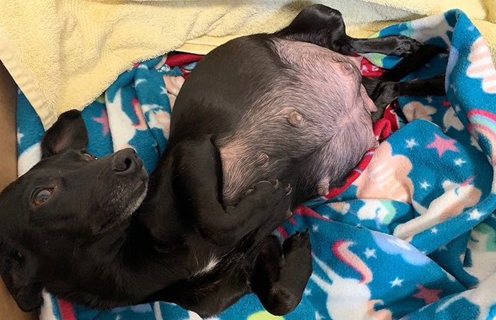 Very pregnant Linda the black dog lying down with swollen belly up