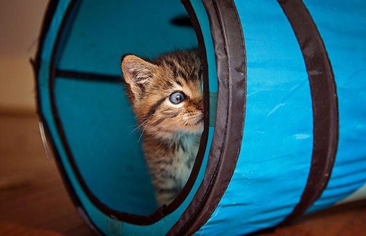 Brown tabby kitten peeking out from a blue cat tunnel