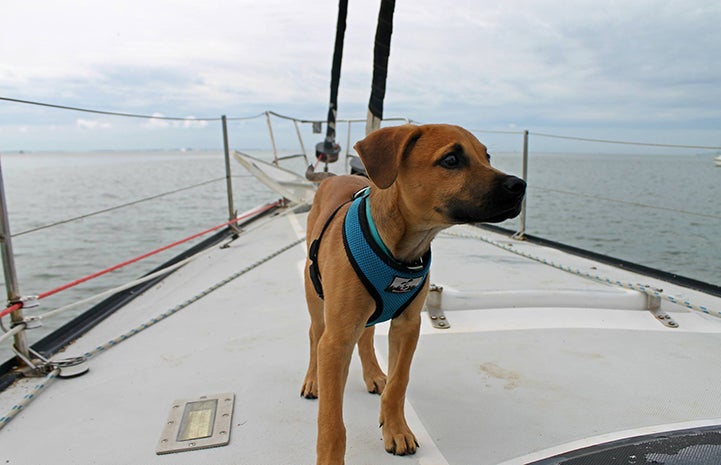 Scooby enjoys some short sailing trips