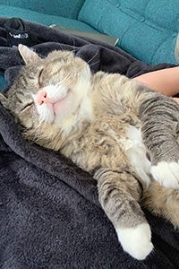 Mr. Cheeks the cat sleeping with a person petting him