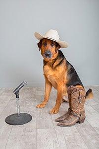 German shepherd Porter wearing a cowboy had next to a pair of boots and a microphone