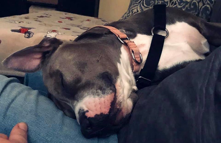 Gray and white dog sleeping on a person's lap