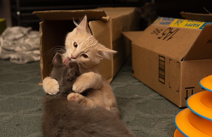 Two kittens playing in a foster home, next to some cardboard boxes and an orange ball roll toy