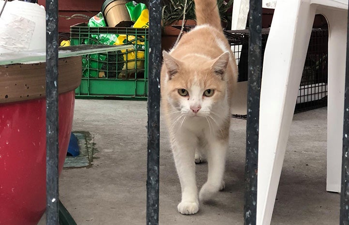 Cream and white cat walking outside on a patio