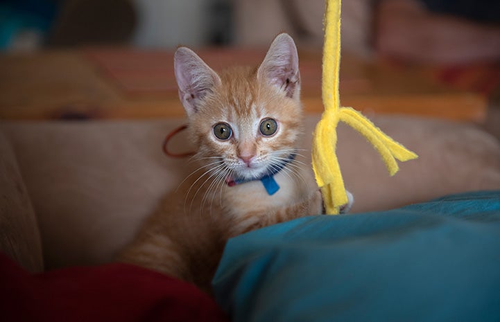 Orange tabby kitten on a couch with a fleece wand toy hanging beside him