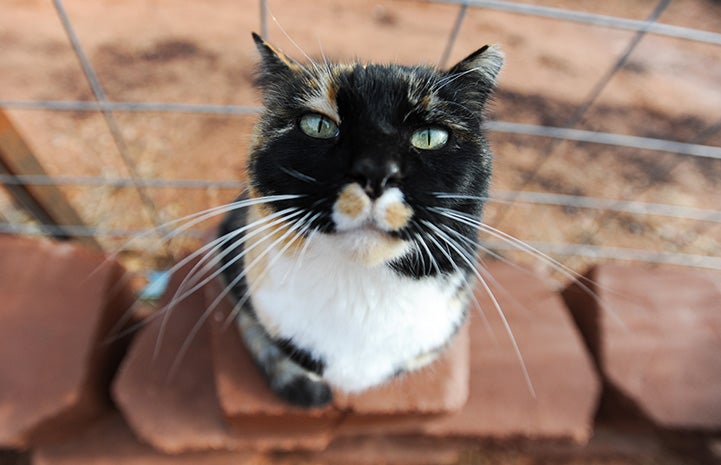 Meow the cat looking up at the camera while sitting on some pavers