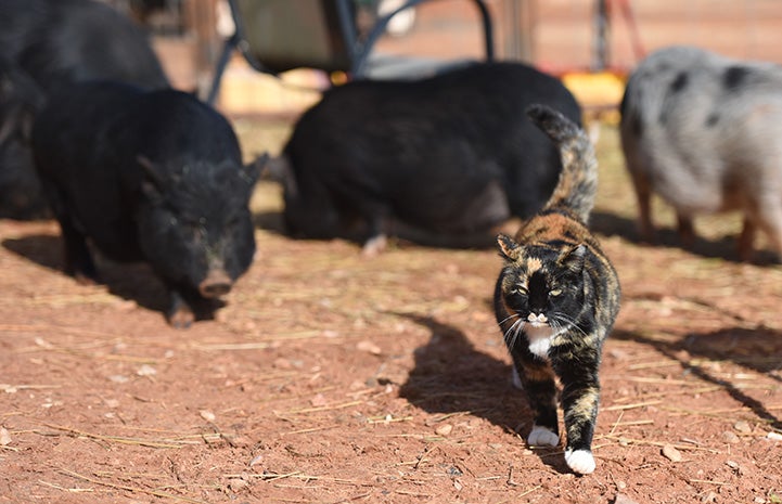 Meow the cat walking in front of some potbellied pigs