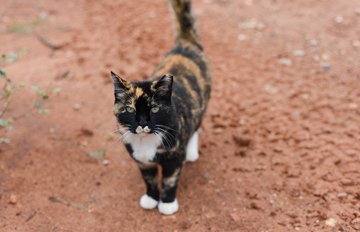 Meow the calico cat standing on some sand with tail up in the air