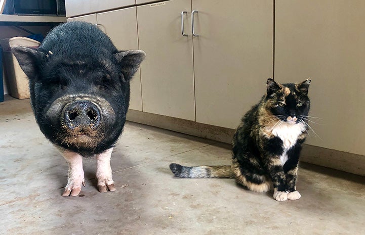 Moe the potbellied pig standing next to Meow the cat
