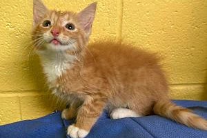 Pennywise the orange tabby kitten
