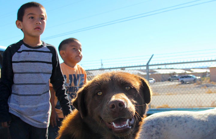Brown dog looking at the camera with two kids behind him